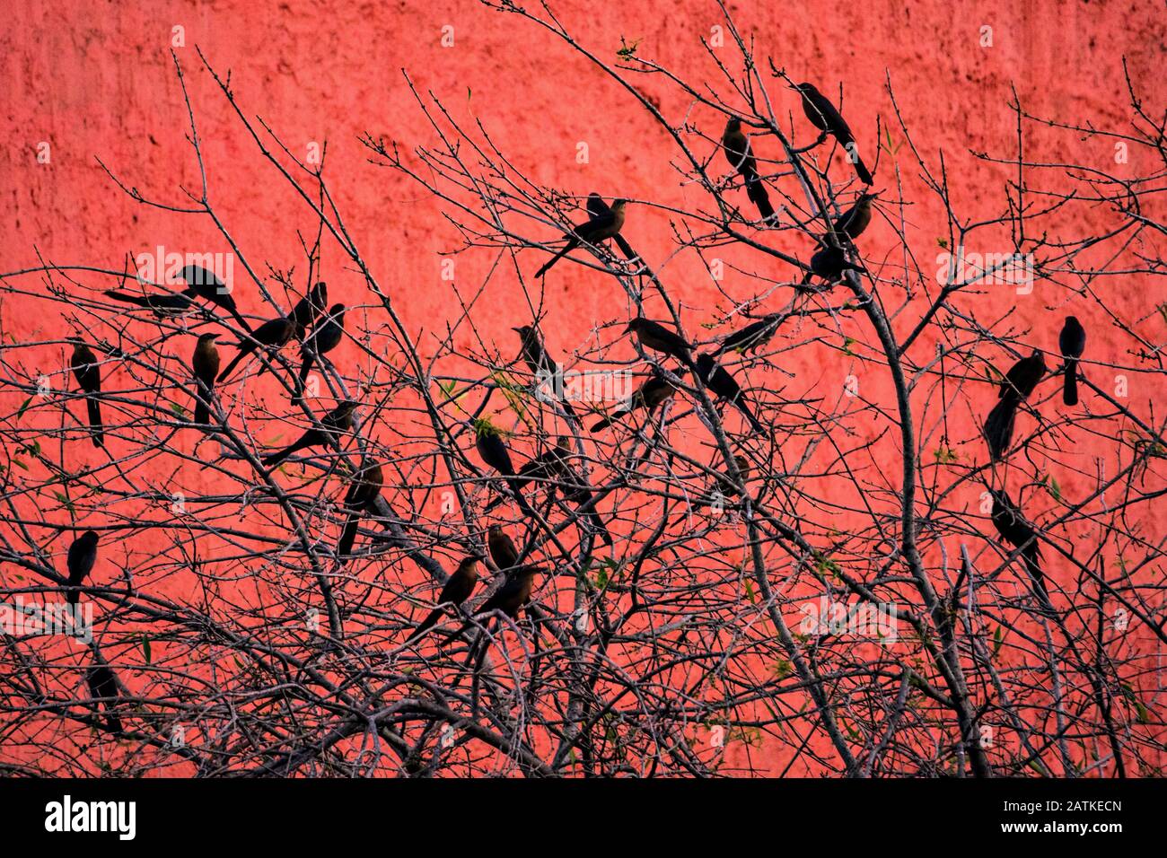 A flock of Great-Tailed Grackles are silhouetted against the red Lighthouse of Commerce or Faro de Comercio monument in the Macroplaza square in the Barrio Antiguo neighborhood of Monterrey, Nuevo Leon, Mexico. The modernist monument was designed by Mexican architect Luis Barragan and built to commemoration the100th anniversary of the Monterrey Chamber of Commerce. Stock Photo