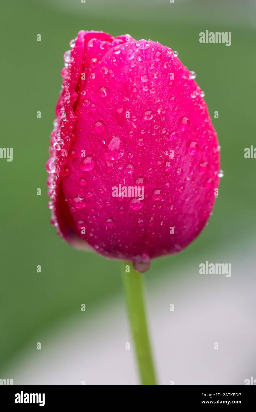 Close up of a dark pink tulip Stock Photo