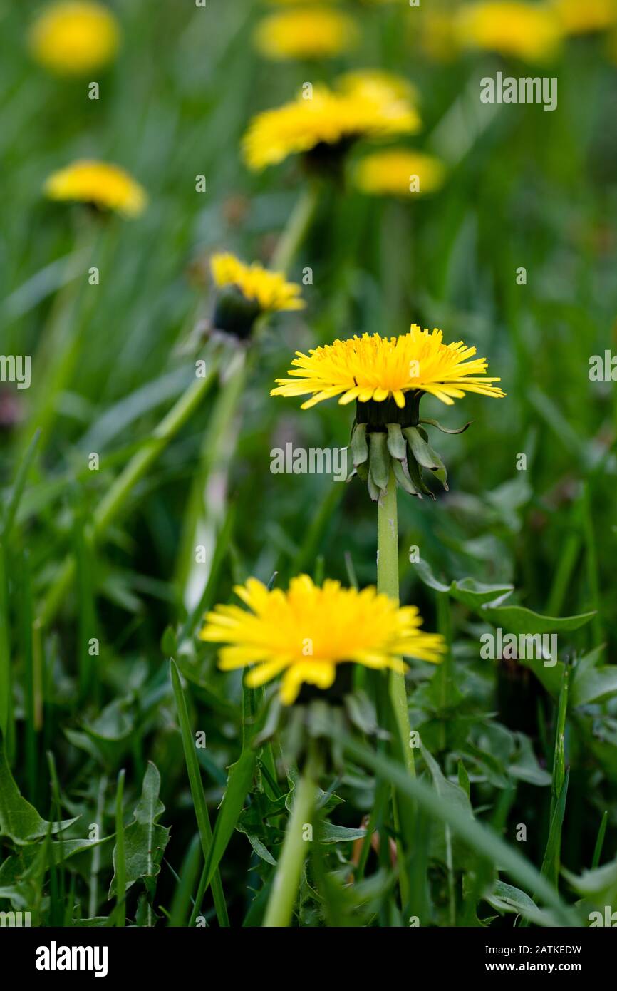 Dandelions growing in a yard of grass Stock Photo