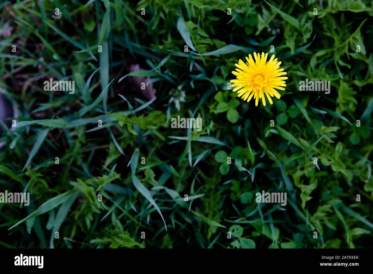 Landscape picture of grass and a single dandelion in right corner, room for text Stock Photo