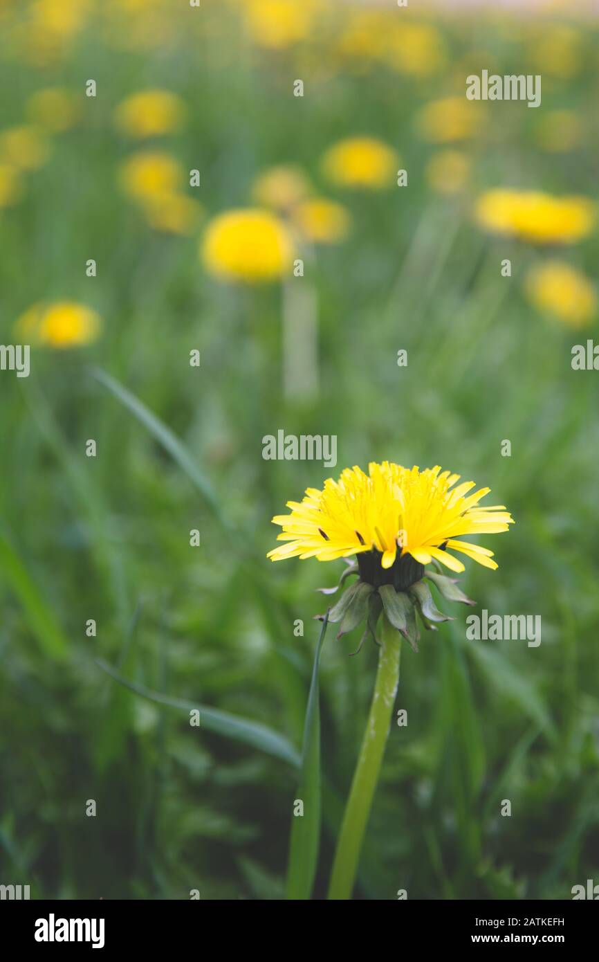 Portrait picture of a close up of a dandelion, side view,  with room for text at the top Stock Photo