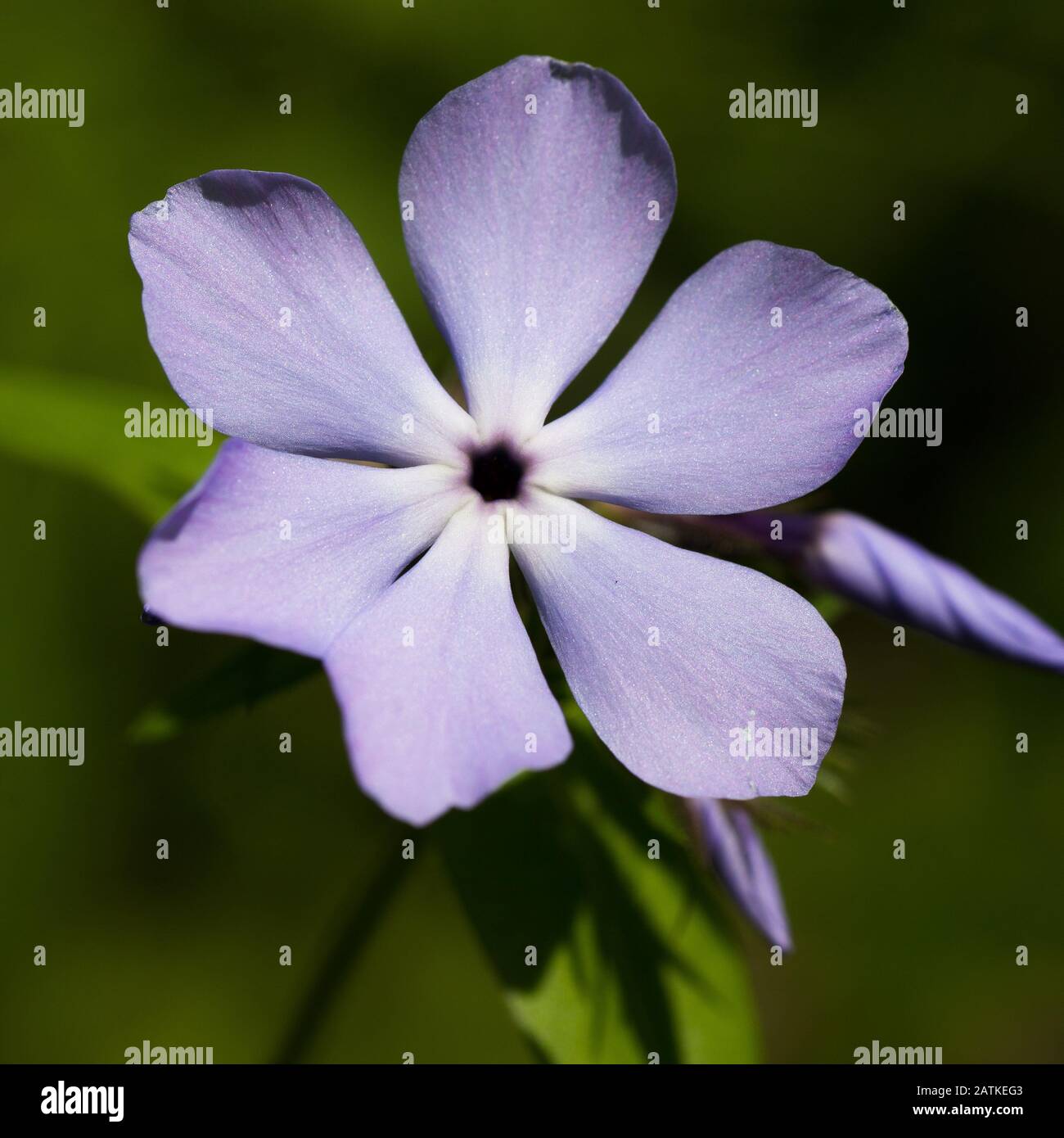 Square image of a purple phlox divaricate Stock Photo