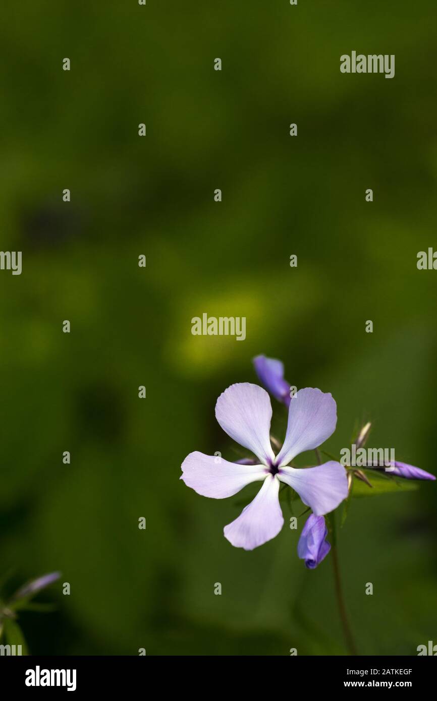 Purple spring phlox in lower right corner with green background and room for text Stock Photo