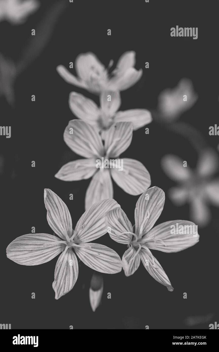 Black and white image of galium odoratum (sweet woodruff) Stock Photo