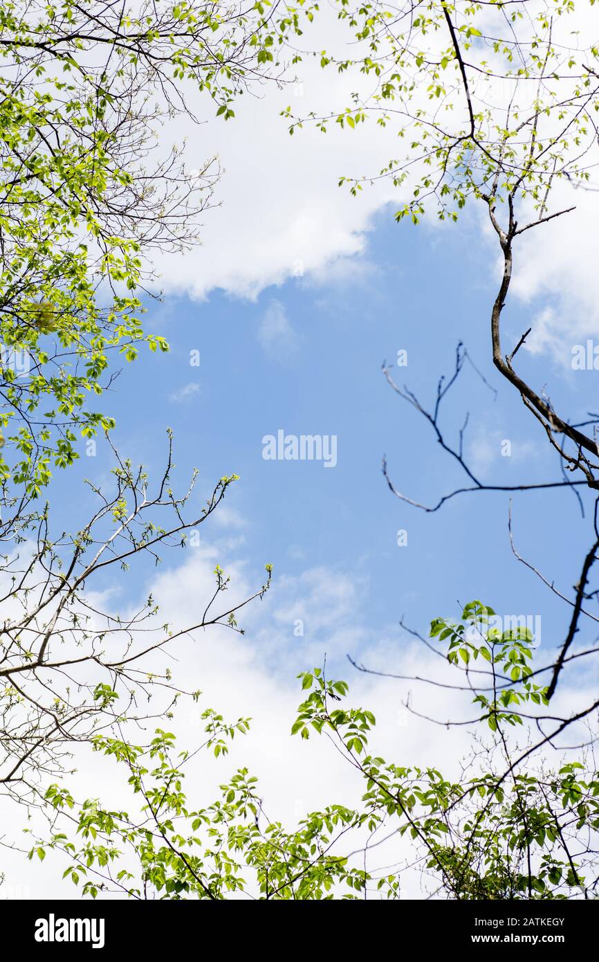 Partly cloudy sky with tress rimming the outside of the image, room for text in the middle Stock Photo