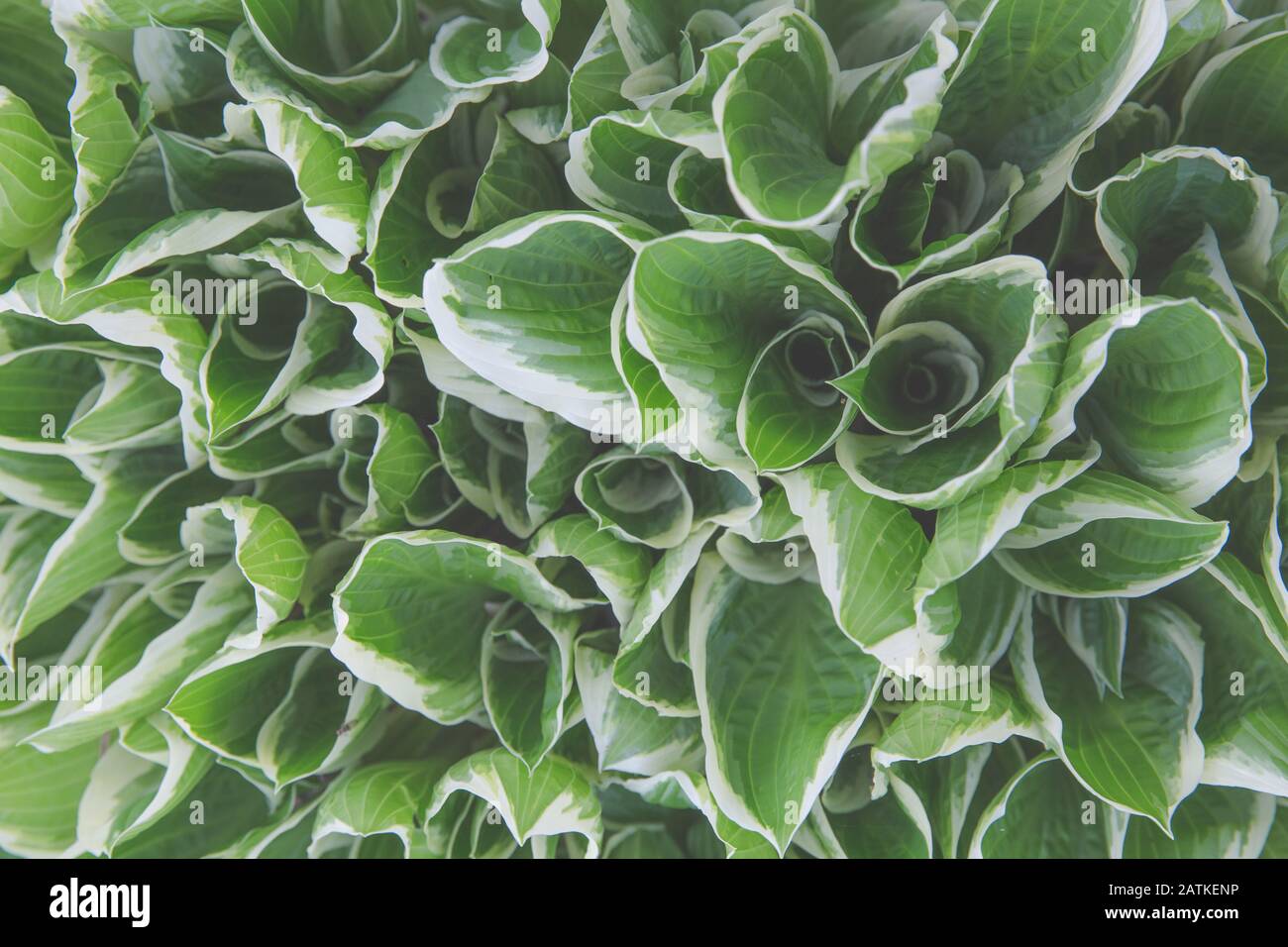 Looking down on veriegated hostas as they open up, with matte finish Stock Photo