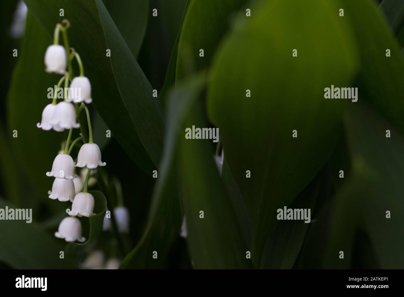 Landscape of lily of the valley with copy space Stock Photo