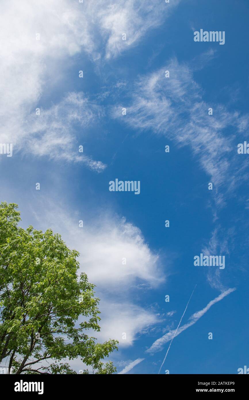 Looking up at the blue sky with a few clouds and a tree in the left bottom corner, with room for text Stock Photo