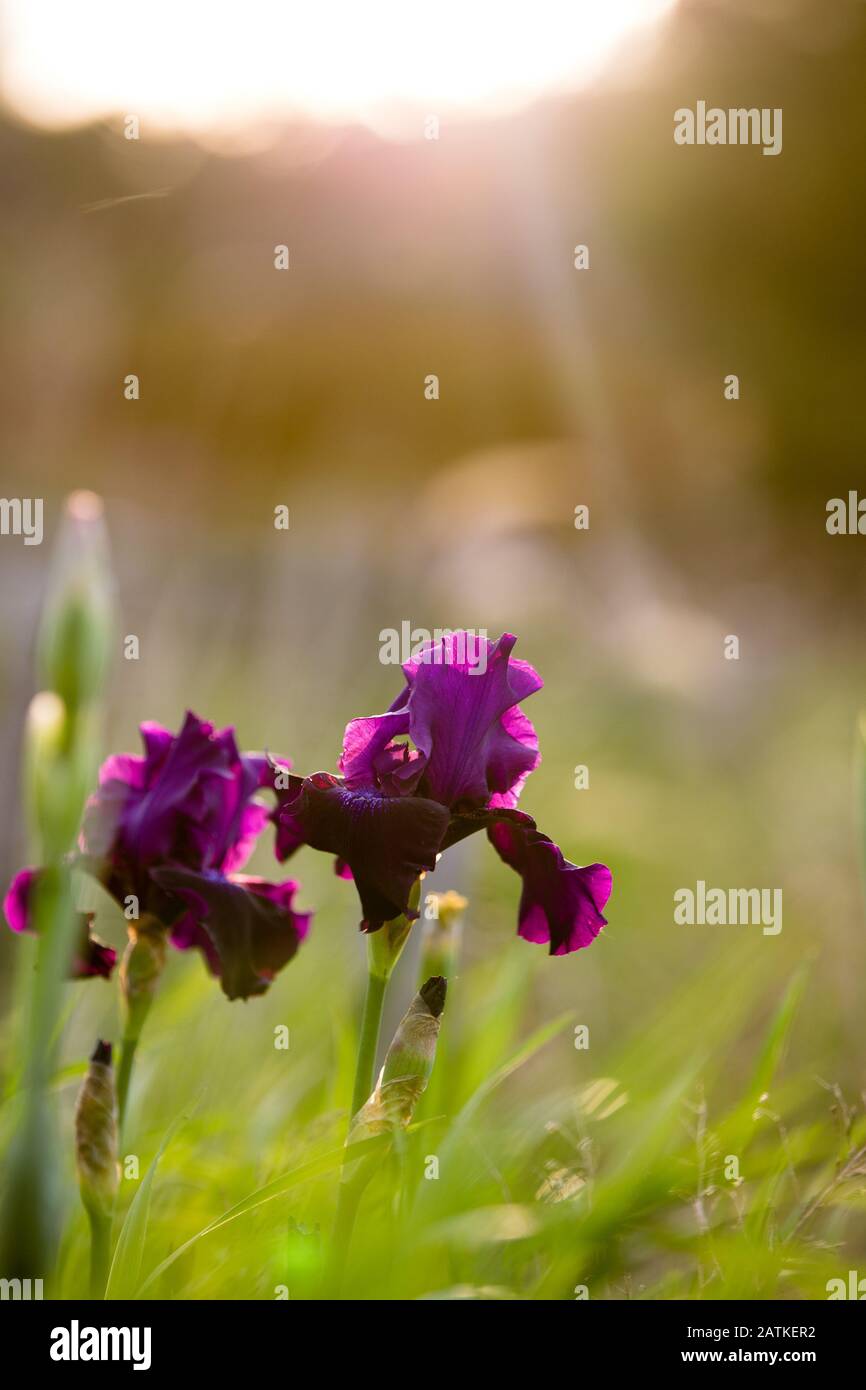 Dark Purple Irises at sunset, with sun flare Stock Photo