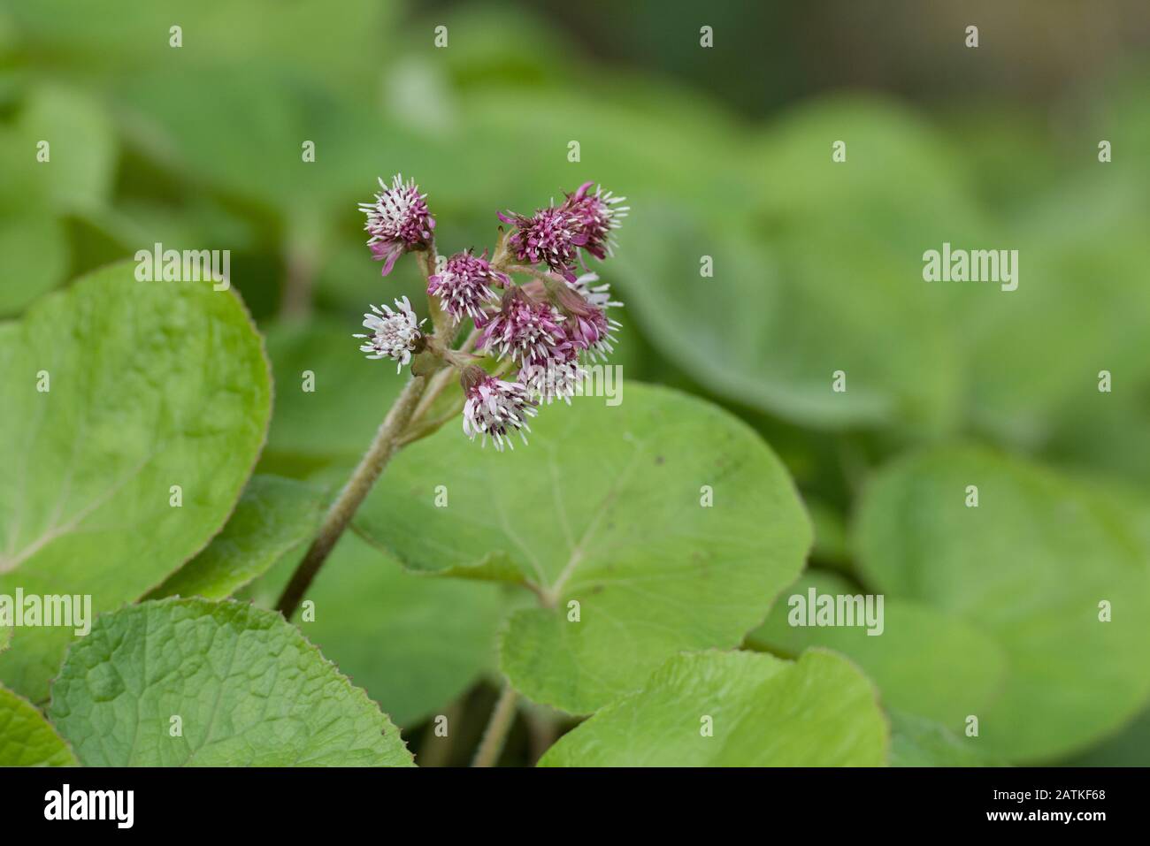 Winter Heliotrope (Petasites fragrans) flowering in February in the Peak District National Park, England Stock Photo