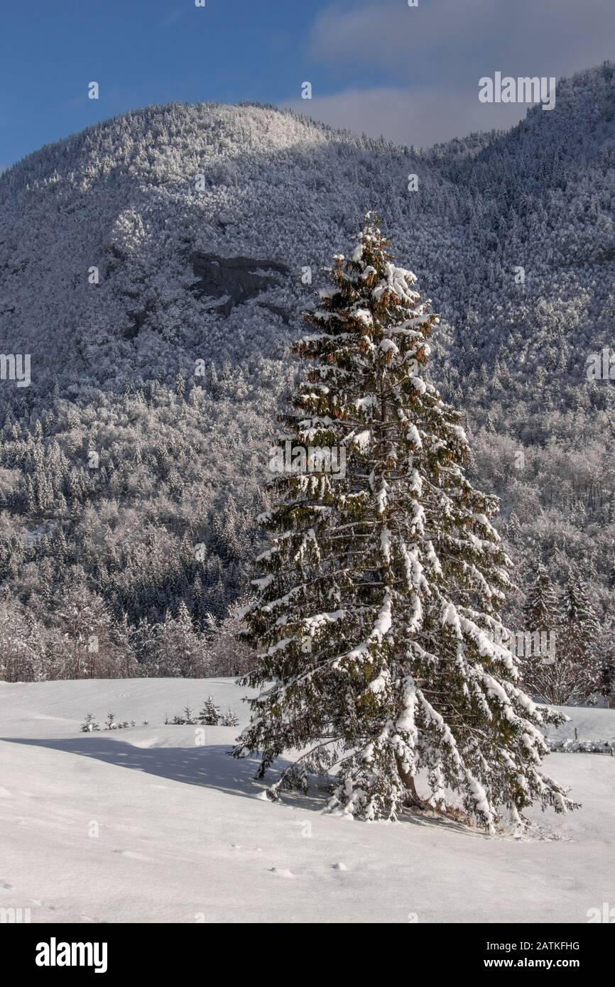 Spruce tree with forest behind, winter time Stock Photo - Alamy
