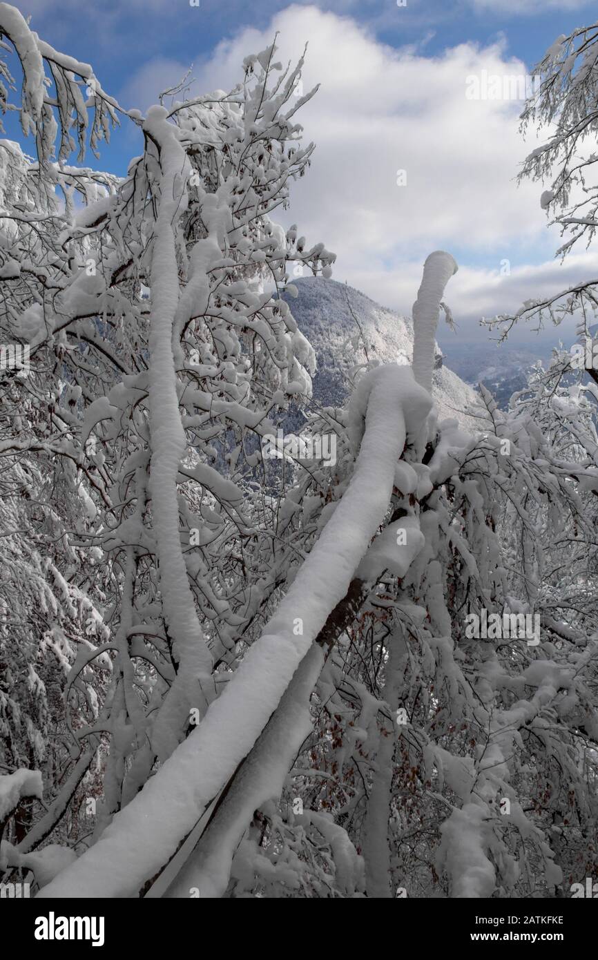 Fallen beech tree covered in new fallen snow Stock Photo