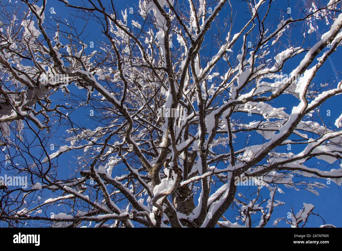 Beech tree covered in new snow Stock Photo