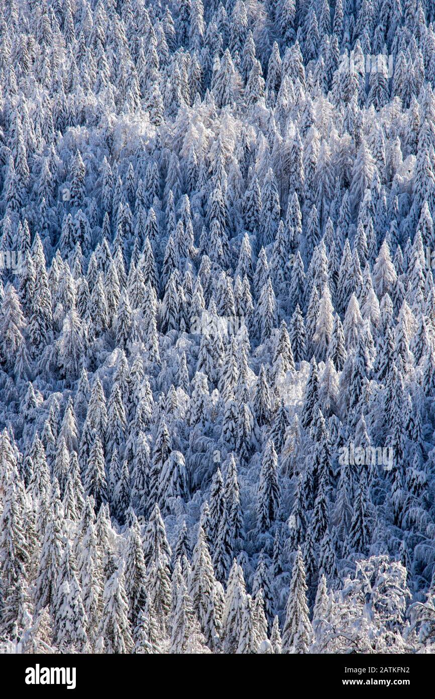 Forest Covered In Snow Bohinj Valley Stock Photo Alamy