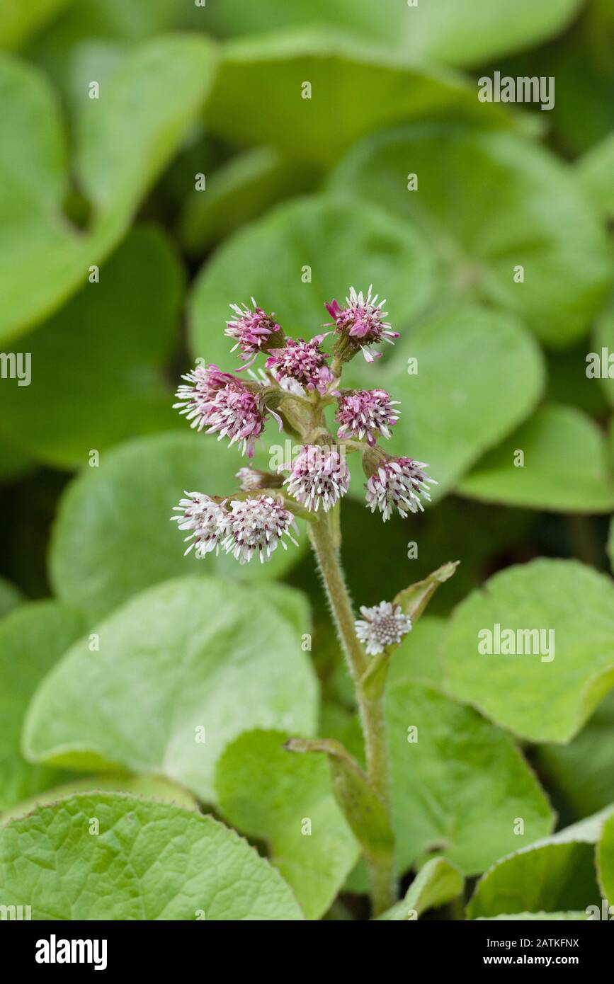 Winter Heliotrope (Petasites fragrans) flowering in February in the Peak District National Park, England Stock Photo