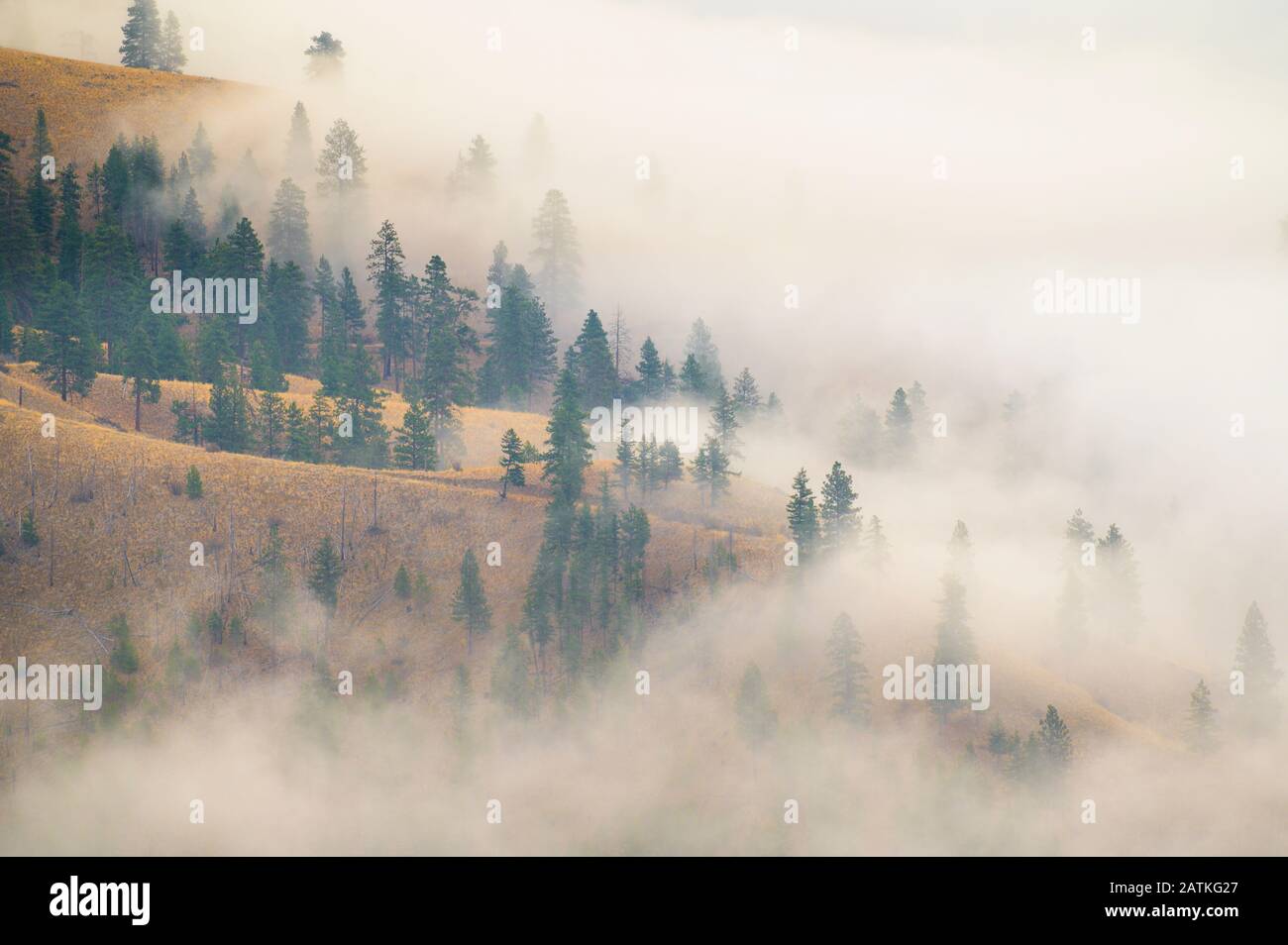 Foggy Mountain Trees With Clouds Rolling Through Stock Photo