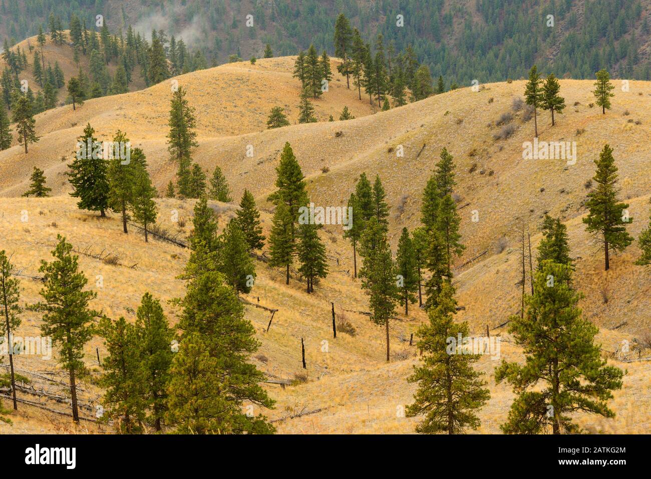 Ponderosa Pine Trees In The Cascade Mountains Stock Photo