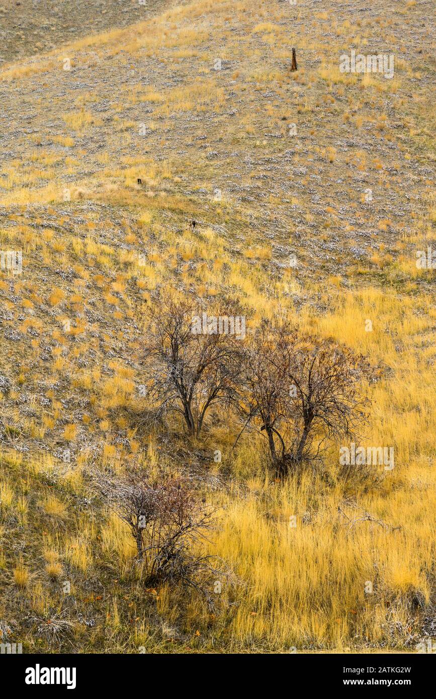 Yellow Grass and Bushes in a fall Mountain Scene Stock Photo