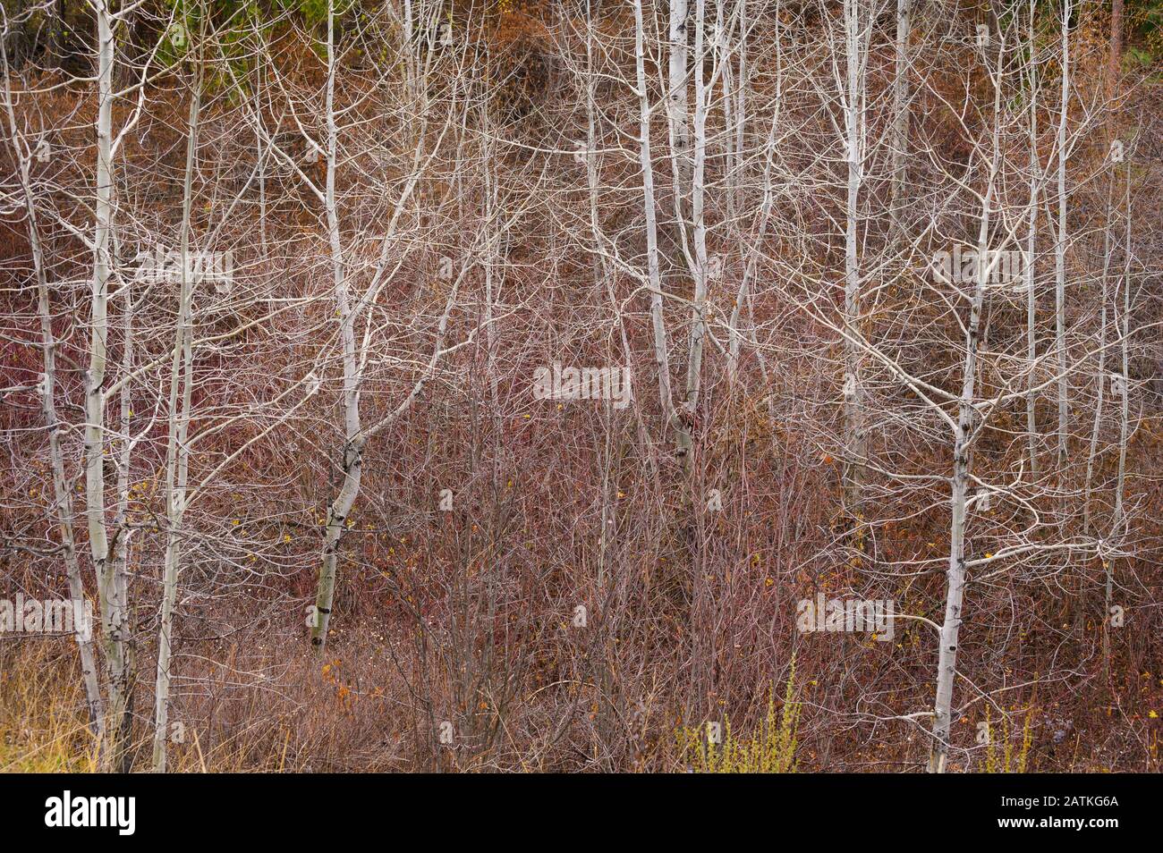 Trees without leaves hires stock photography and images Alamy