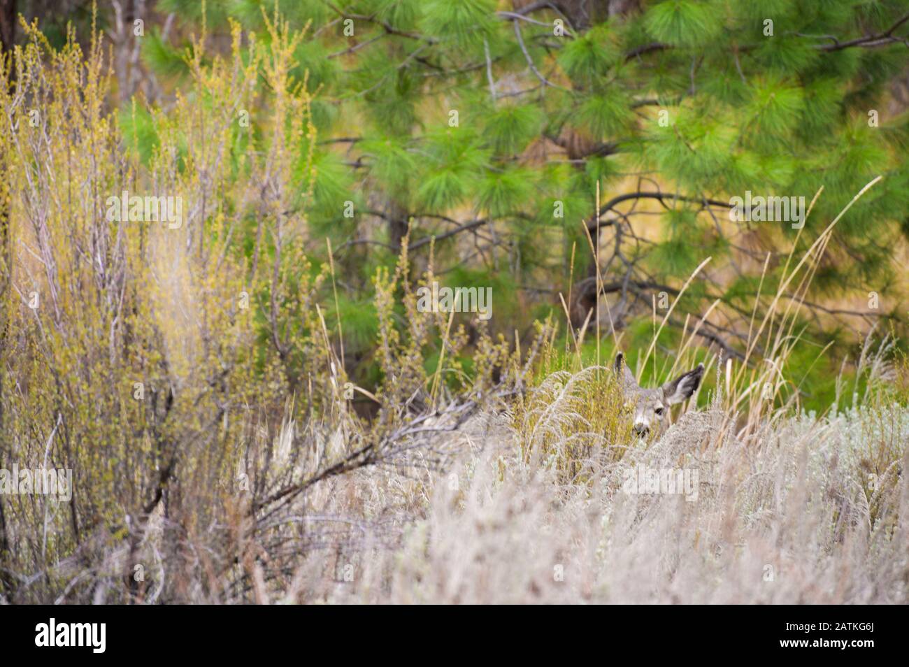 Deer Hiding In The Brush Staring at Camera Stock Photo