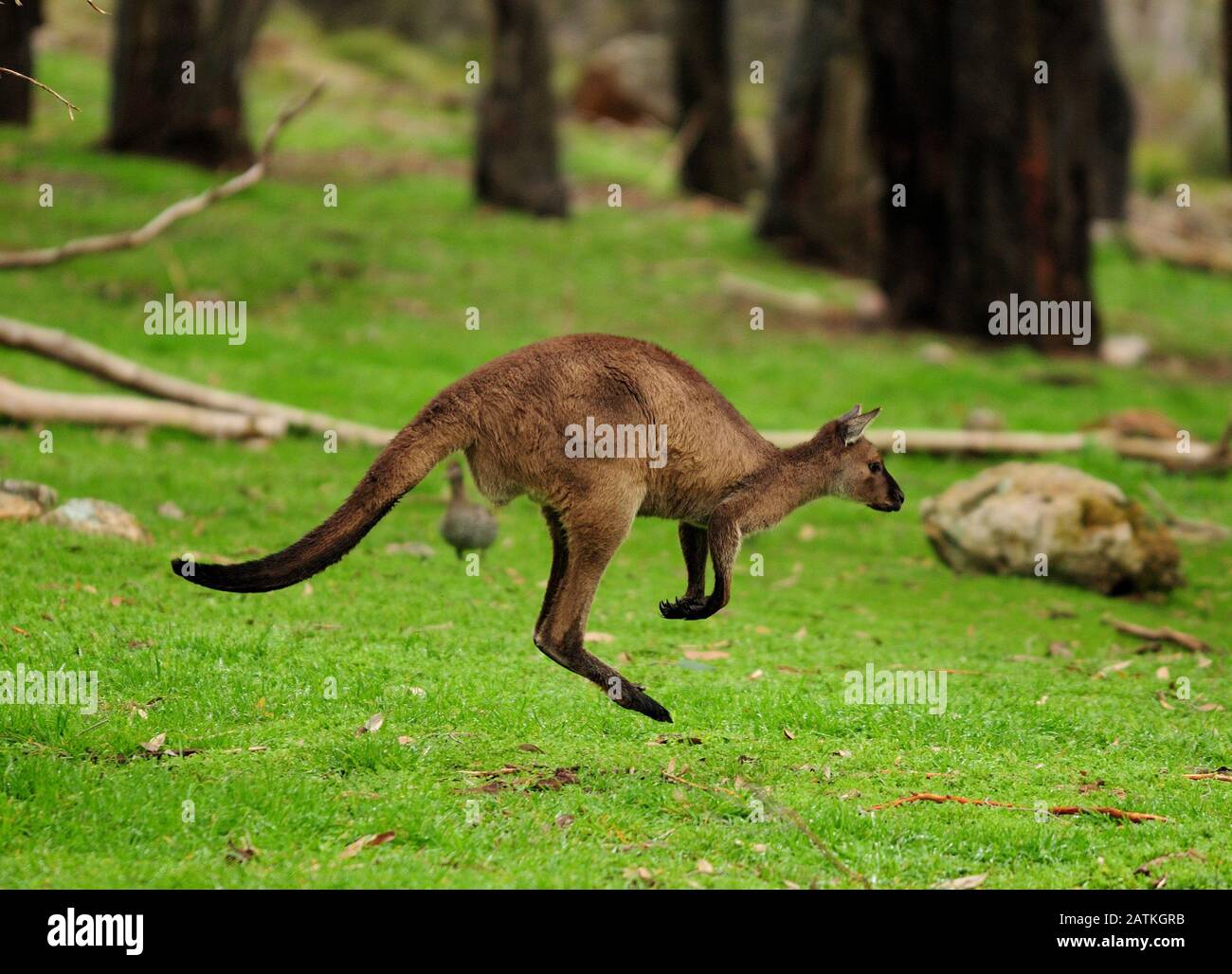 Kangaroo Jumping In The Meadow SA Australia Stock Photo Alamy