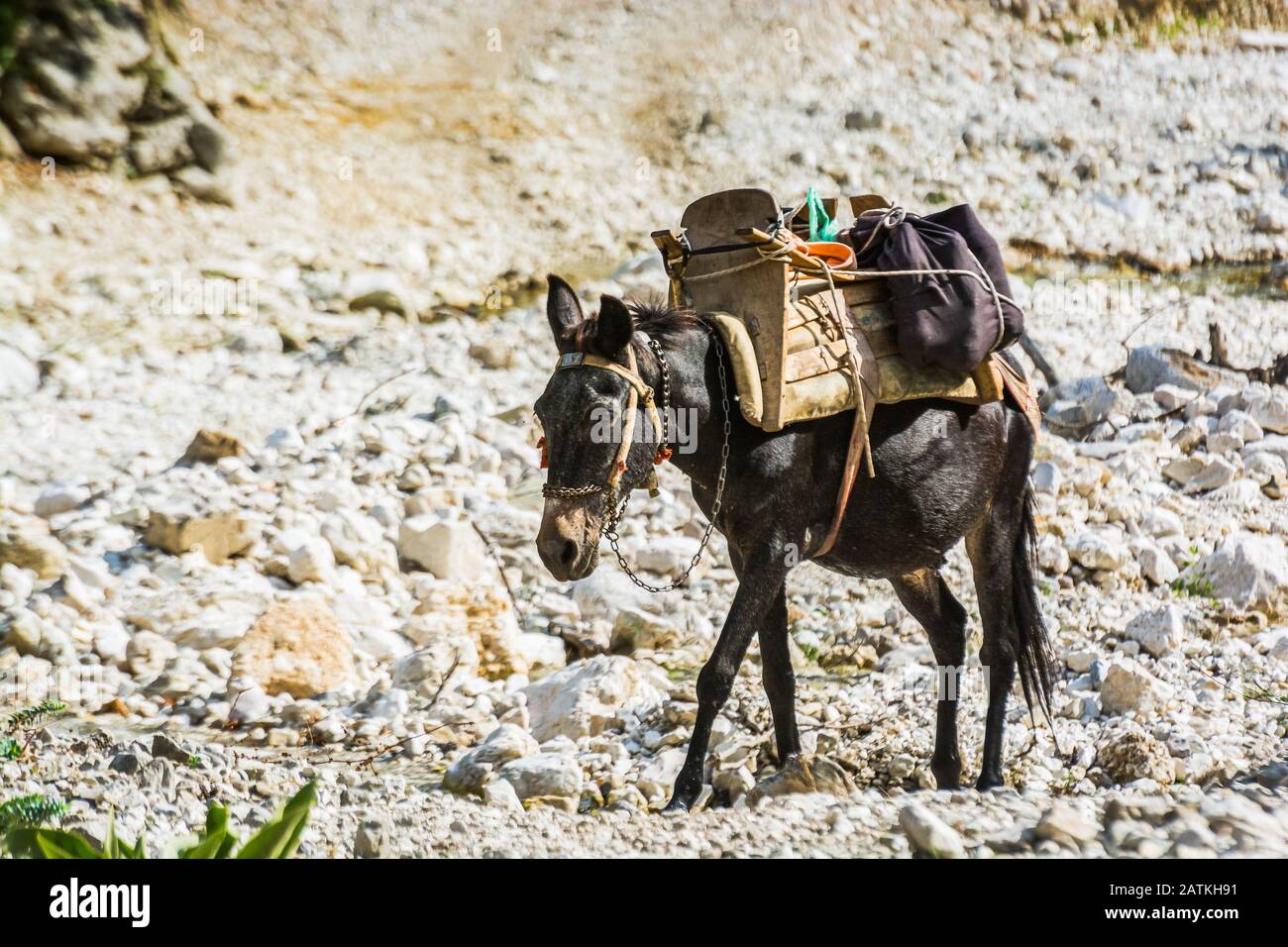 Pack mule hi-res stock photography and images - Alamy