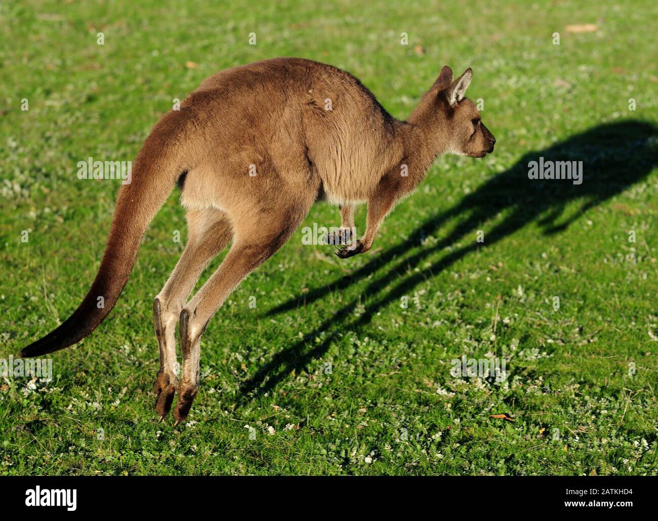 Kangaroo running hi-res stock photography and images - Alamy