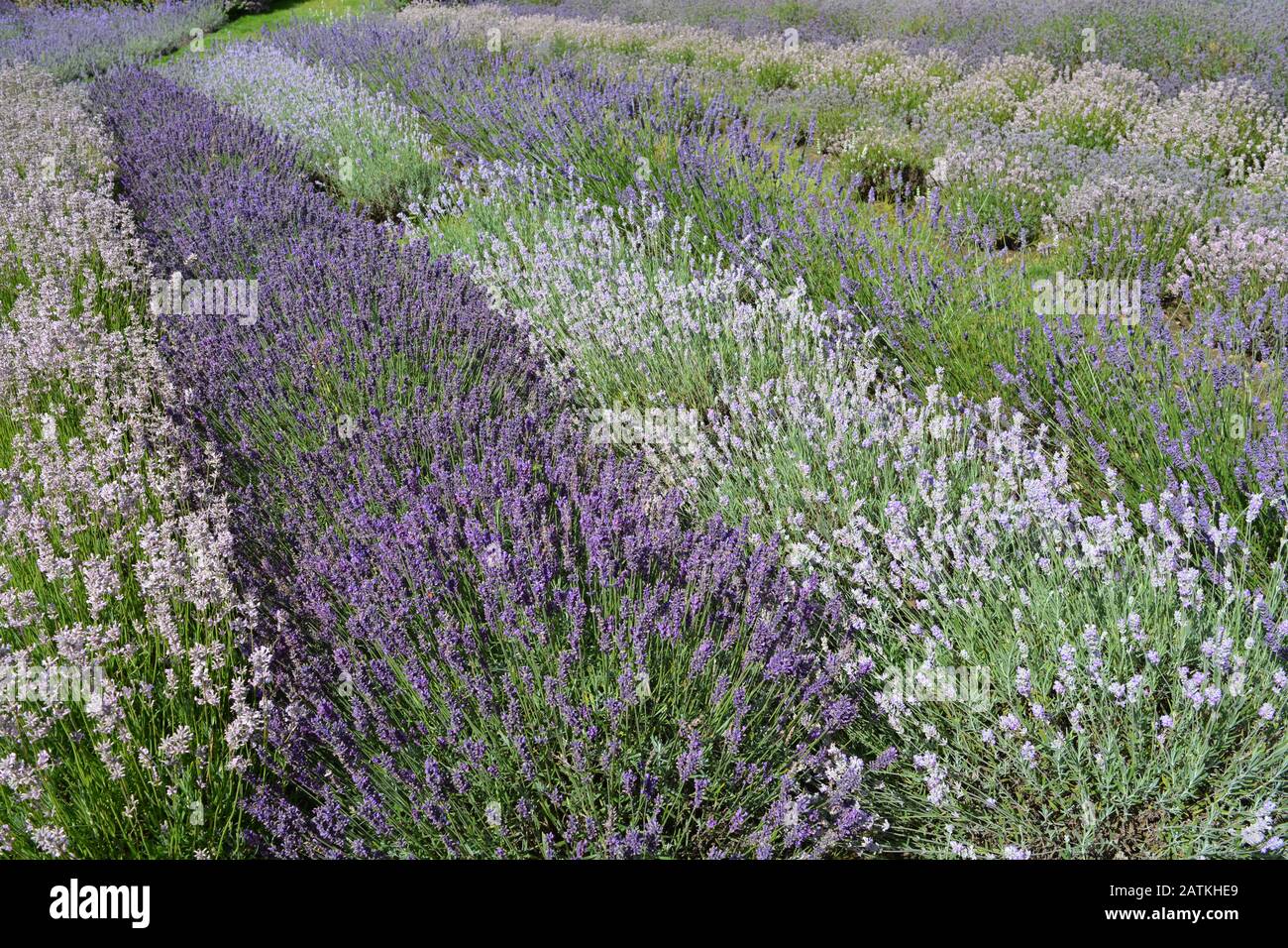 Lavender flower beds hires stock photography and images Alamy