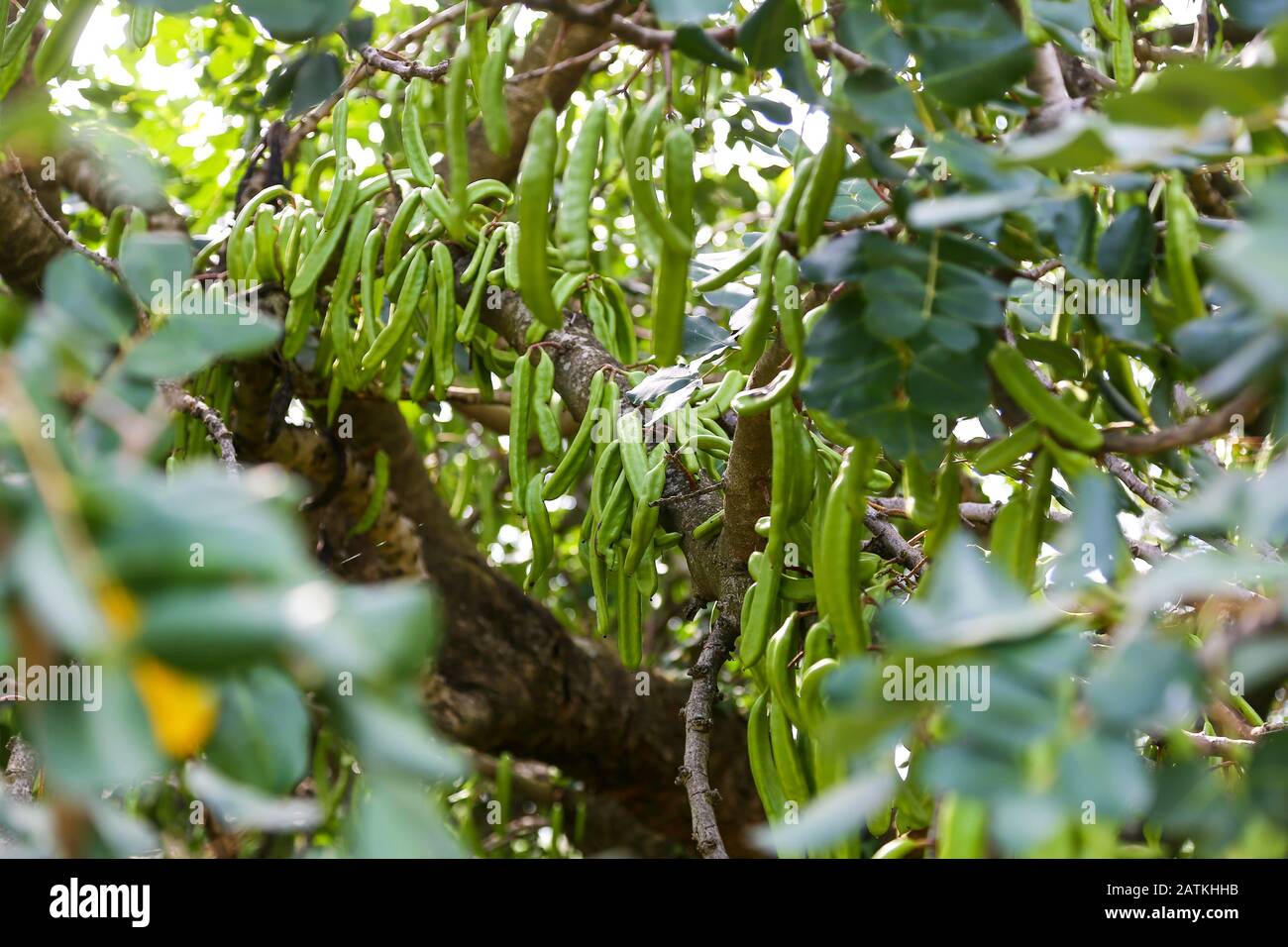 Long bean like pods of the Carob Tree (Ceratonia siliqua), a species of flowering evergreen tree in the pea family, Croatia Stock Photo