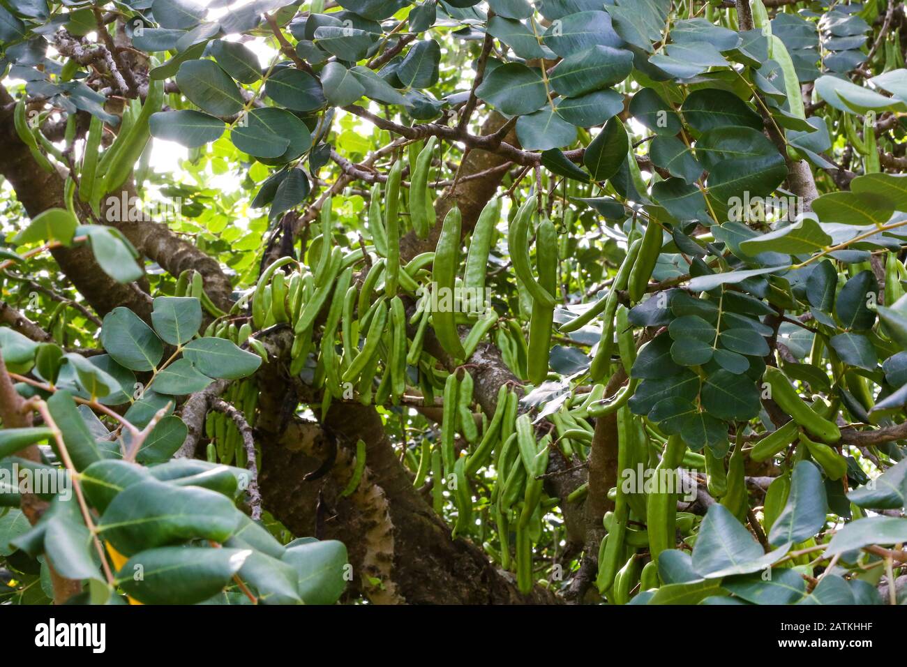 Long bean like pods of the Carob Tree (Ceratonia siliqua), a species of flowering evergreen tree in the pea family, Croatia Stock Photo