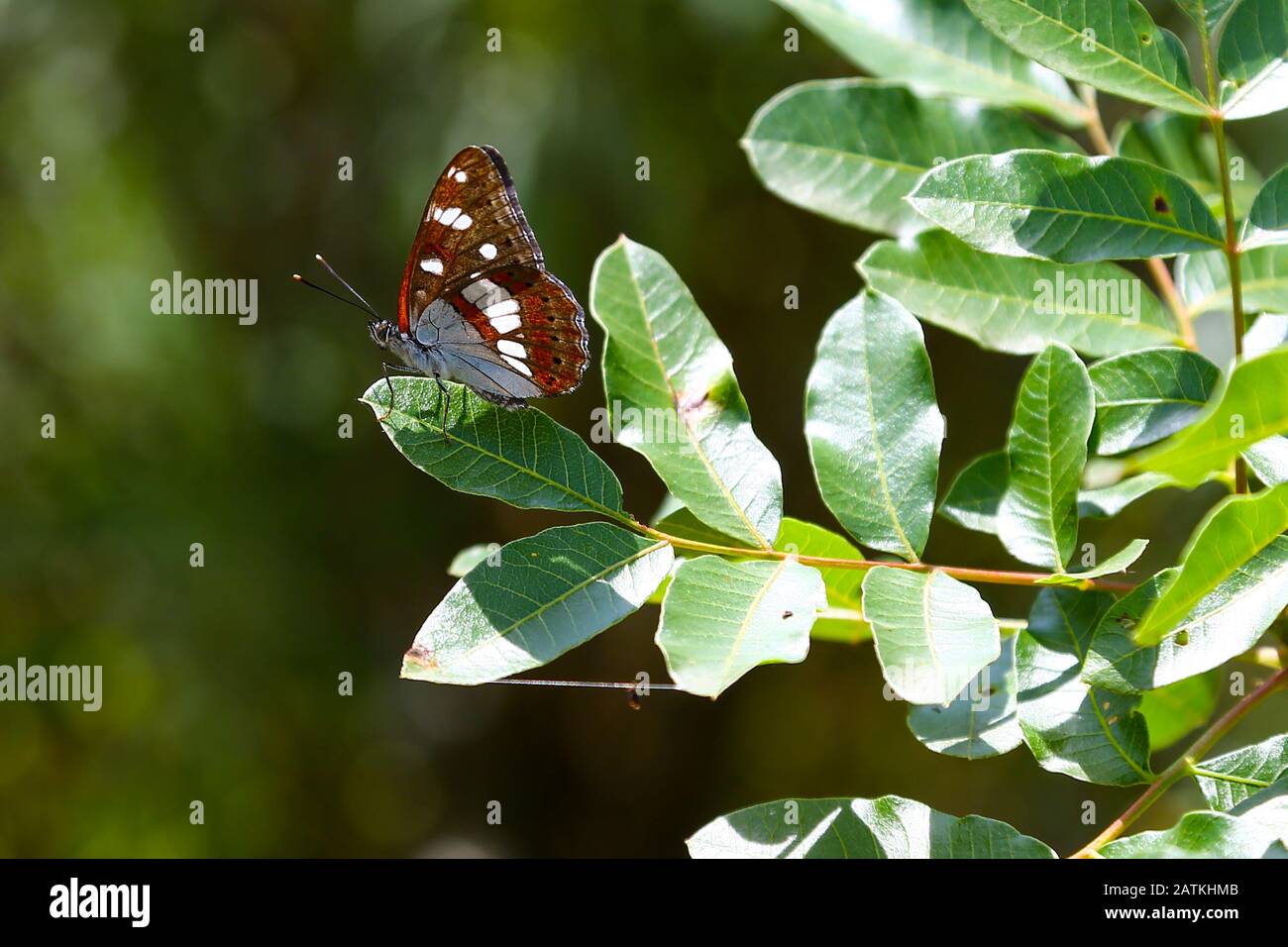 A Southern White Admiral butterfly (Limentis reducta), Croatia Stock Photo