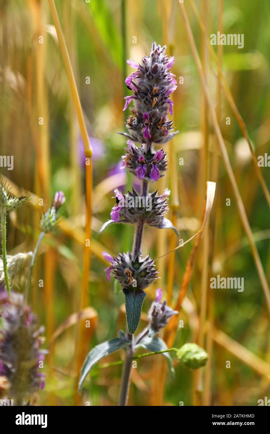 Downy Woundwort (stachys germanica) Wild Flowers, Croatia Stock Photo