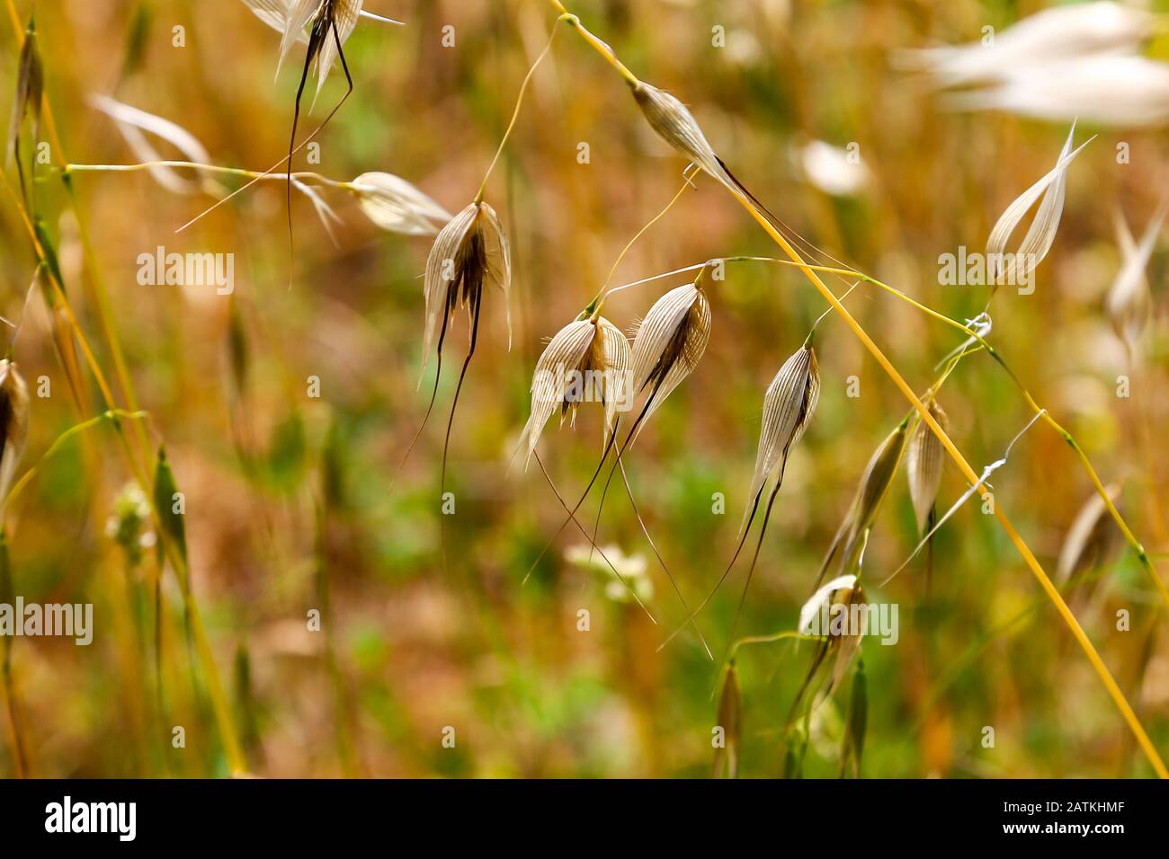 Slender Wild Oat (Avena barbata) seeds Stock Photo