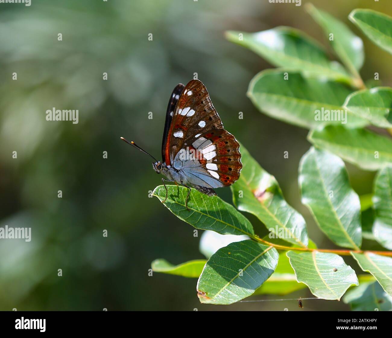 A Southern White Admiral butterfly (Limentis reducta), Croatia Stock Photo