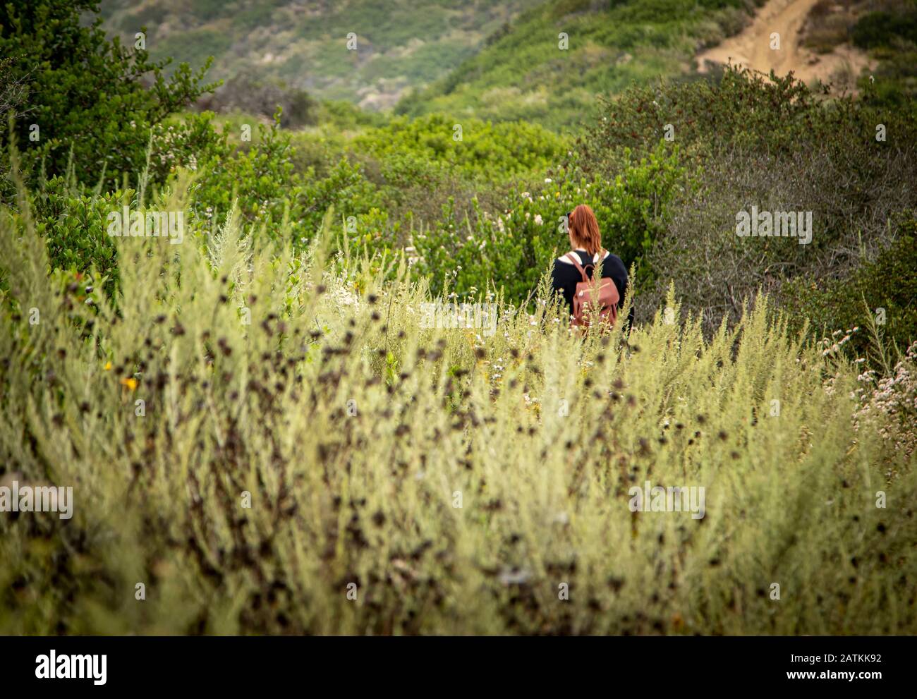 Wide shot of Red haired woman hiking in overgrown scrub brush Stock Photo