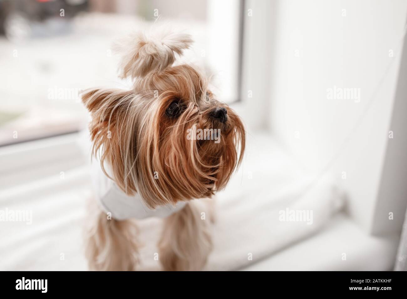 yorkie wedding dress