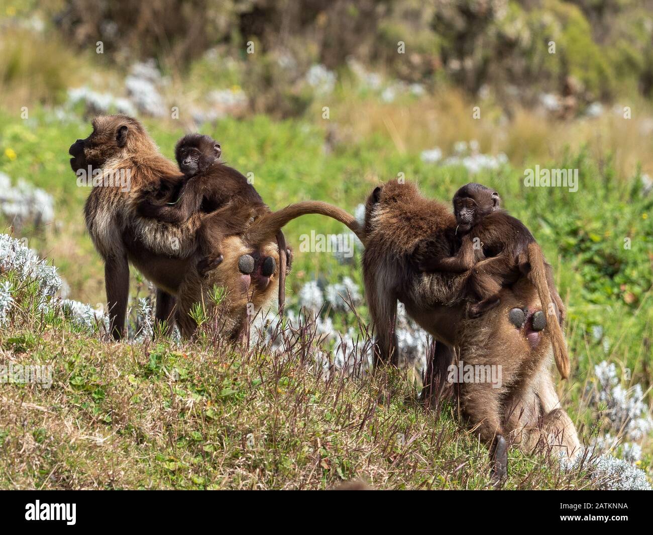 Geladas in Ethiopian Higlands Stock Photo