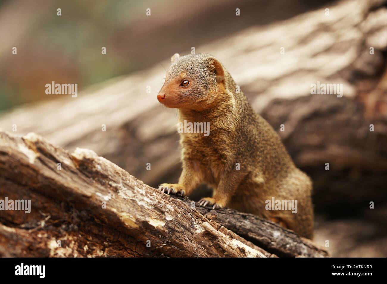 Common dwarf mongoose (Helogale parvula) is a smallest African carnivore. Animal in nature habitat. Africa Stock Photo