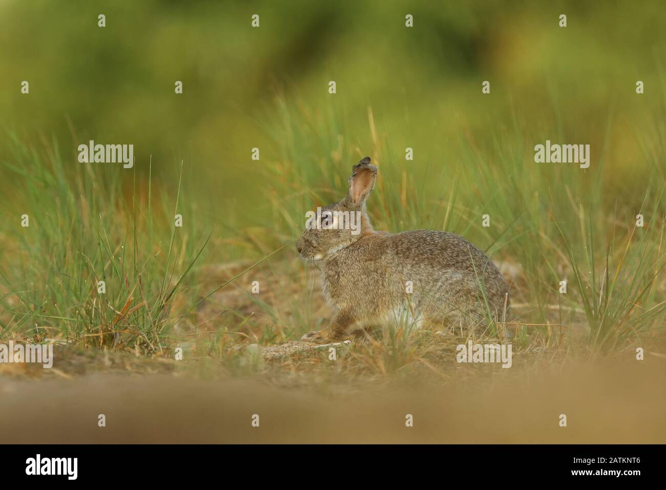 Animal in nature habitat. European rabbit or common rabbit, Oryctolagus ...