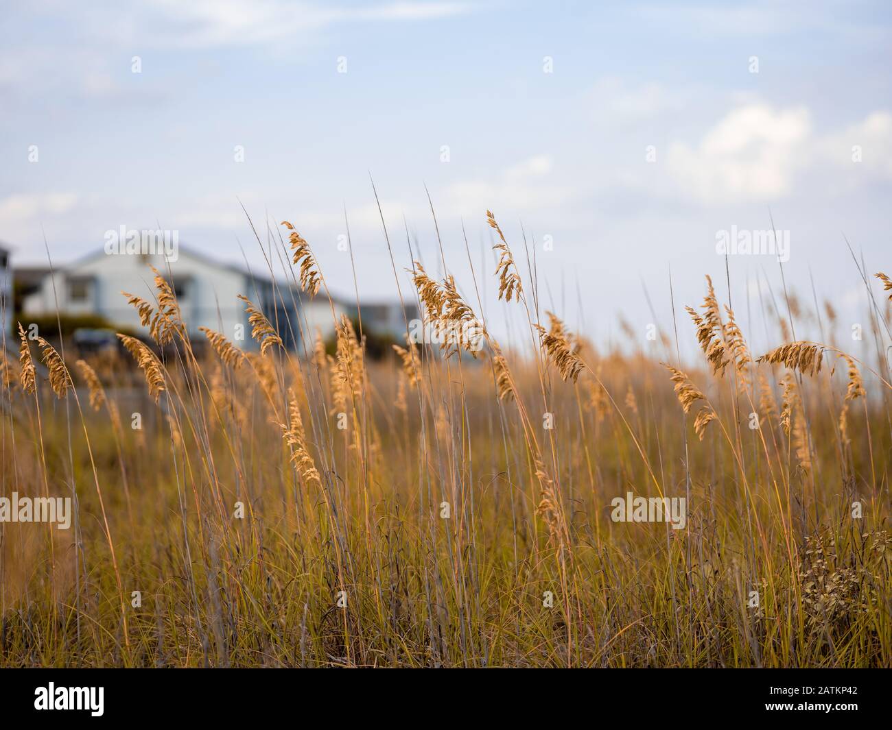 Sea oats and plants by the beach overlooking beach houses at Mrtyle