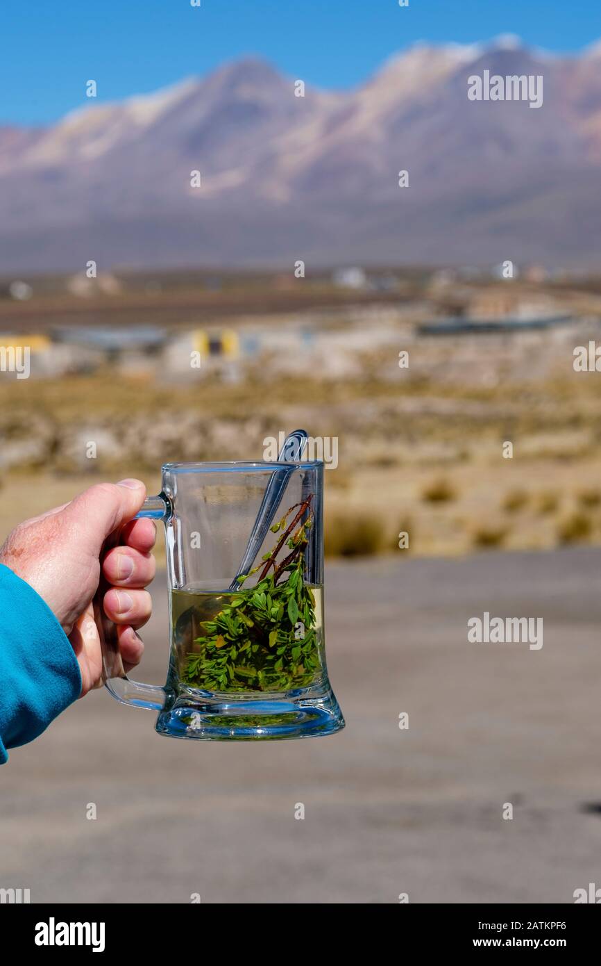 Mug of muña tea, Minthostachys mollis, used to combat altitude sickness, Peruvian altiplano, Peru Stock Photo