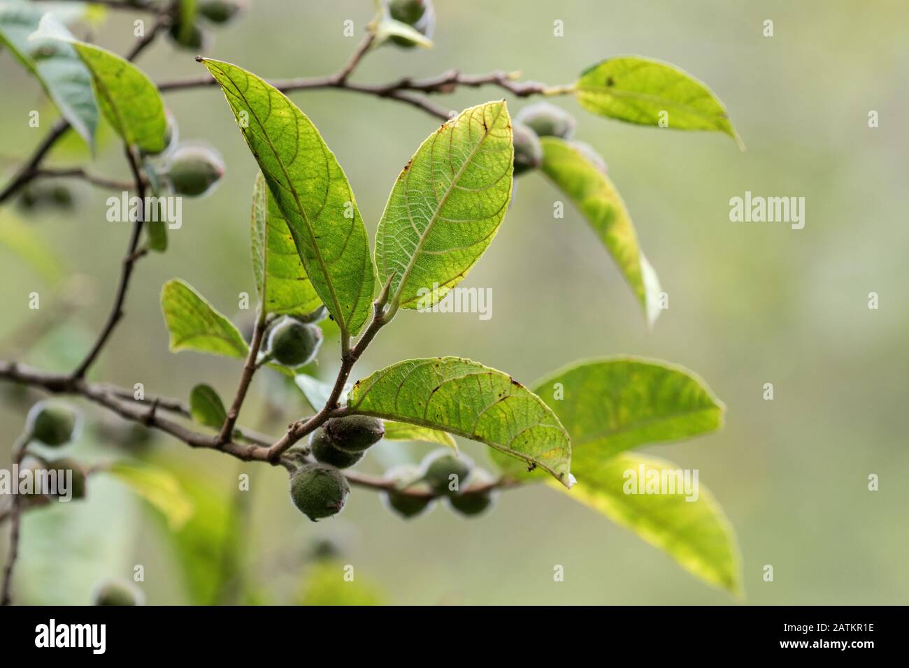 Sandpaper Fig Stock Photo Alamy