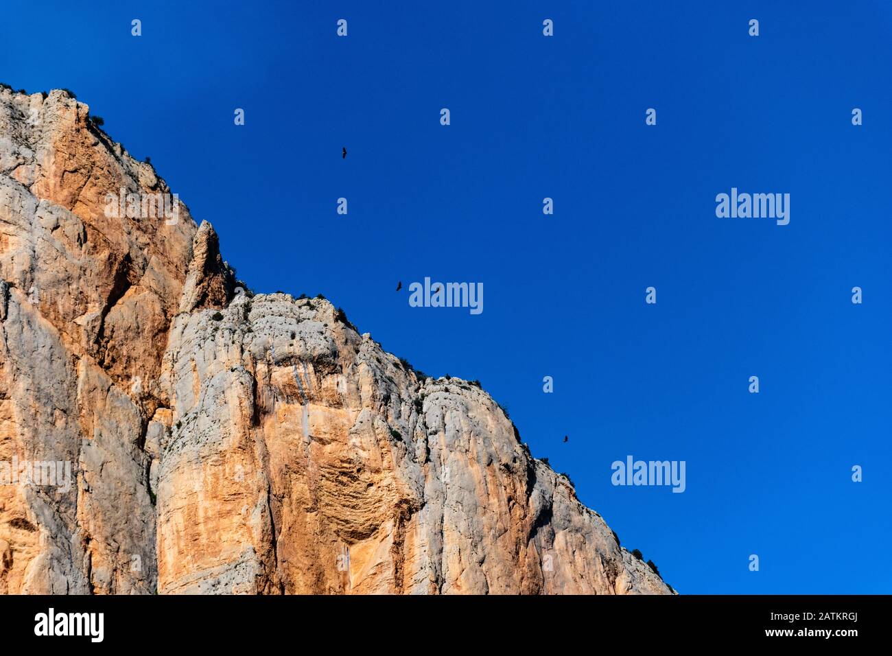 Predator birds flying over the rocky mountains of Congost de Mont-rebei in Spain Stock Photo