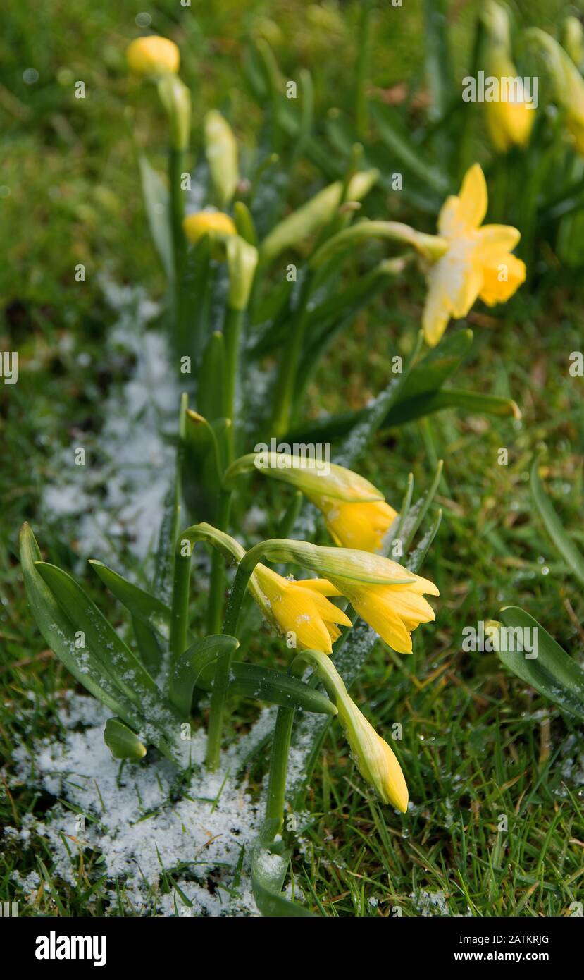 Narcissus ‘Tête-à-Tête’ Stock Photo