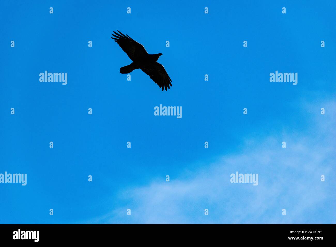 A wild predator bird flying in the sky Stock Photo