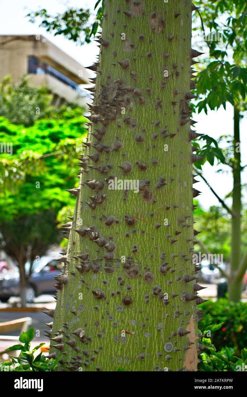 Ceiba speciosa tree bark growing in a park in Barrnaco MIraflores Lima ...