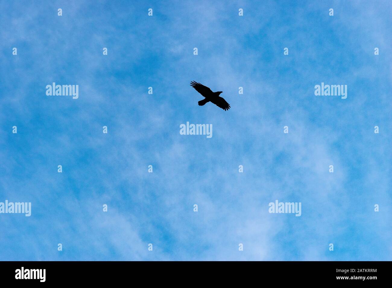 A wild predator bird flying in the sky Stock Photo