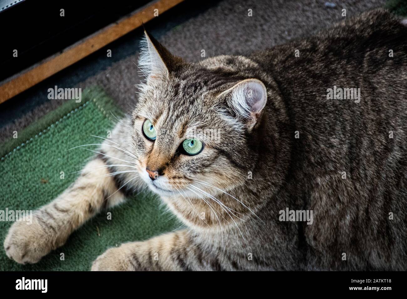 A relaxed green-eyed cat lying on the floor and attentively looking at ...