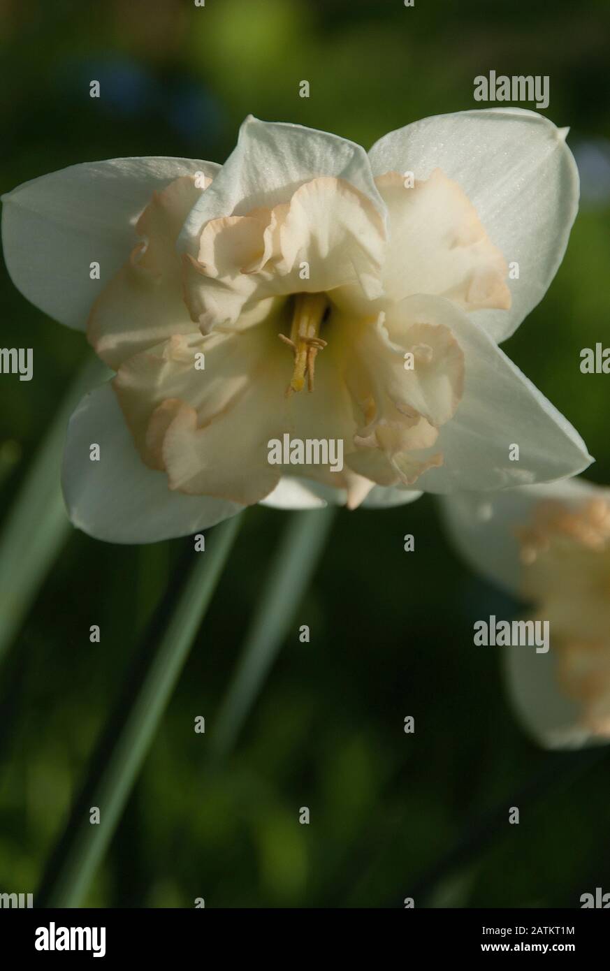 Narcissus 'Mithrel'  Division 11a/b Split Corona or Collar Daffodil  40 to 60 cms high Stock Photo