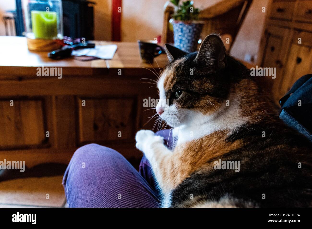A mischievous devious-looking cat sitting in the lap Stock Photo